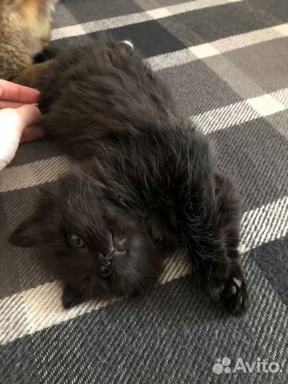 Черный котенок девочка