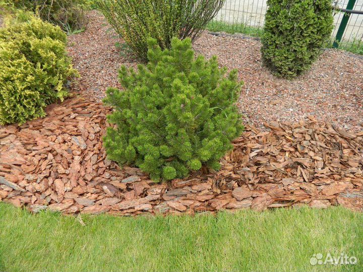 Кора лиственницы