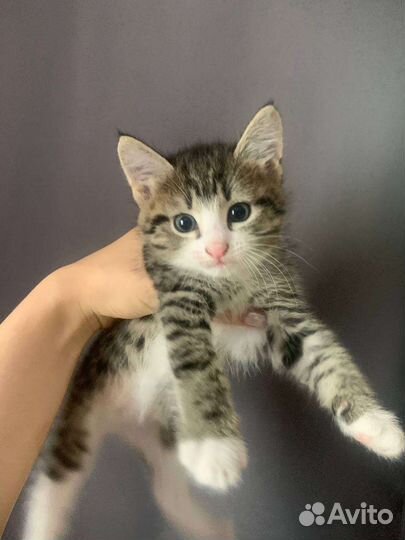 Кошка в дар