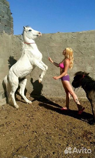 Заказ Пони на праздник