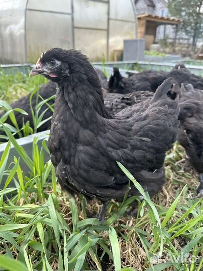 Цыплята, молодняк-маран, павловские зол.,голошейки