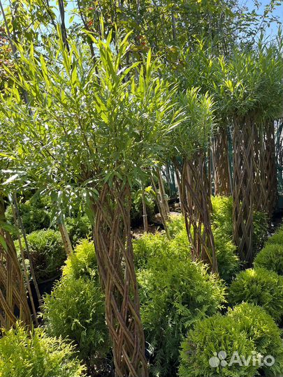 Хвойные деревья