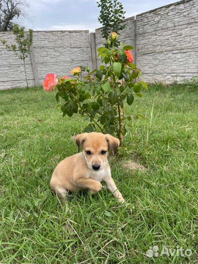 Щенок бесплатно