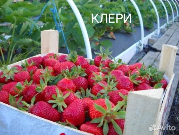 Клубника рассада