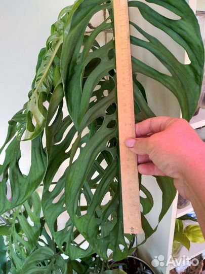 Монстера Monstera epipremnoides Esgueleto