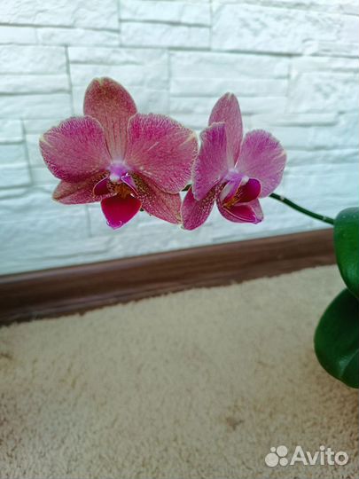 Орхидея фаленопсис