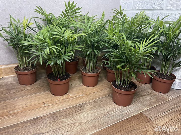 Пальма хамедорея комнатеые цветы