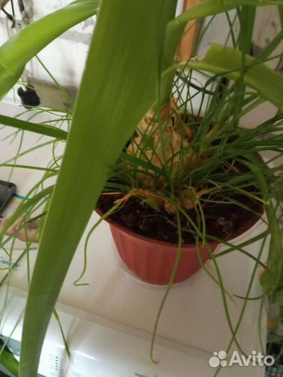 Цветы для офиса. Большой фикус, декабрист, алоэ