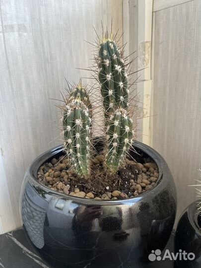 Большой кактус