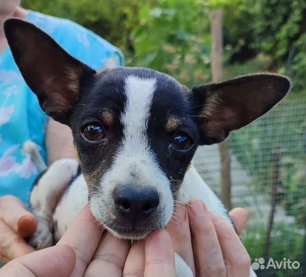 Щенок в добрые руки