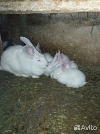 Кролики белый великан,бургундские