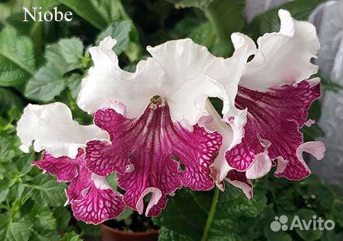 Стрептокарпусы