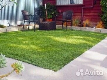 Мятлик газон в рулонах дачный