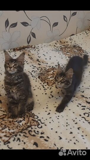 Котята мейн-кун