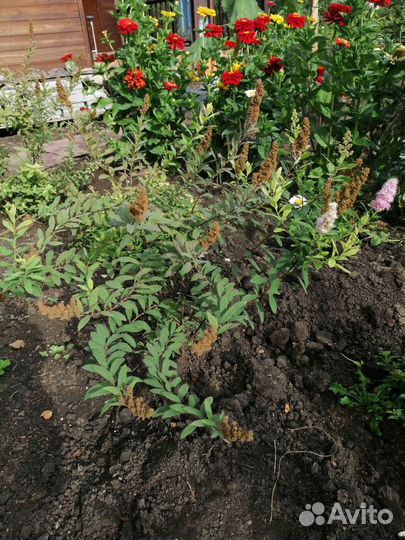 Спирея дуглас