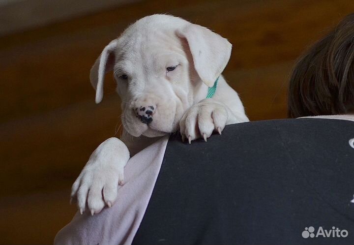 Щенки аргентинского дога