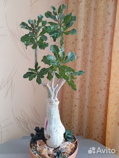 Адениум привитый