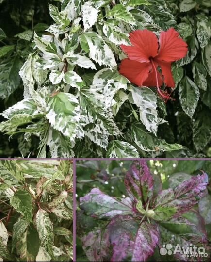 Разнообразие домашних растений