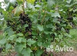 Черная смородина саженец