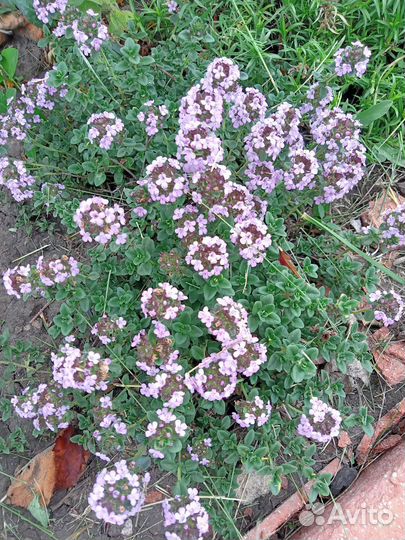 Многолетники