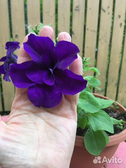 Петунья махровая рассада