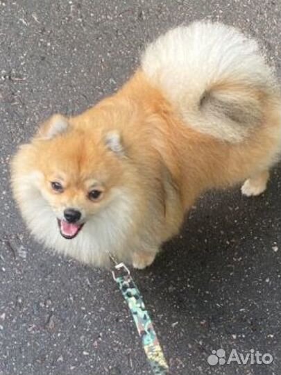 Аренда собаки