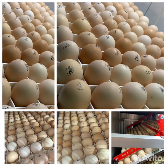 Яйцо Чешский бройлер Кобб 500