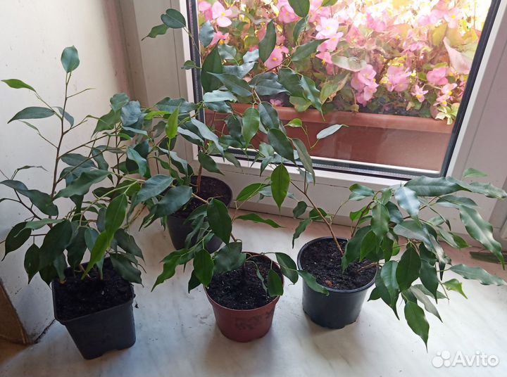 Фикус бенджамина