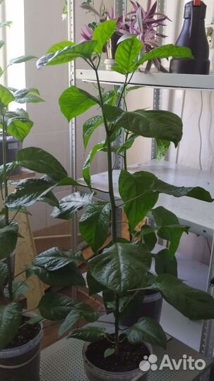 Рассада Каролина острого перца,Хабанеро,Скорпион