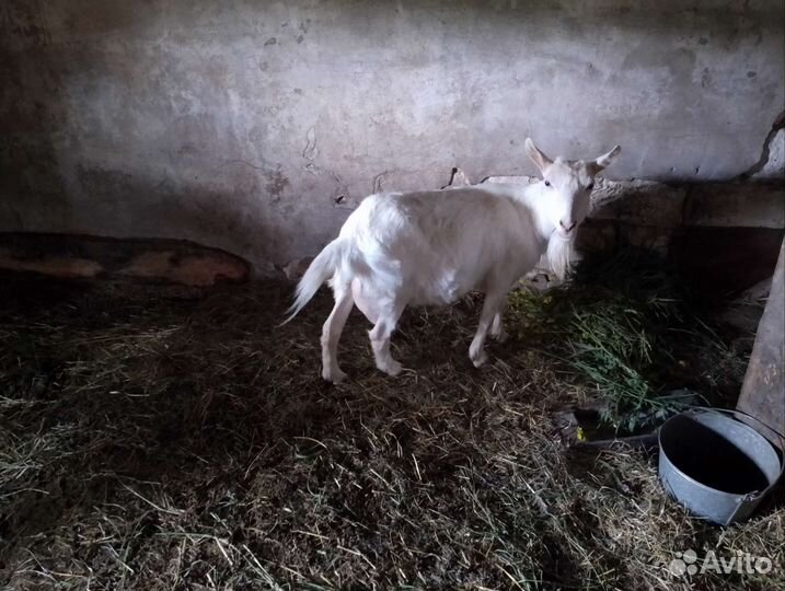 Коза дойная, 3 года
