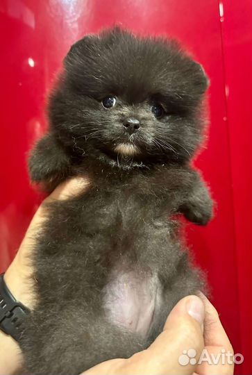 Померанский шпиц мини девочка