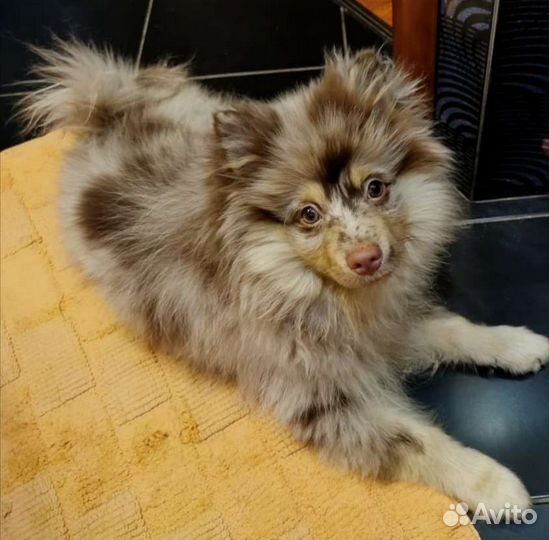 Немецкий шпиц (вязка)