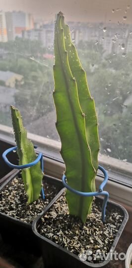 Гранаты, питахайя, пеларгонии, перец острый и др