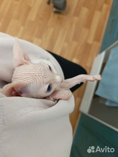 Канадский сфинкс котенок