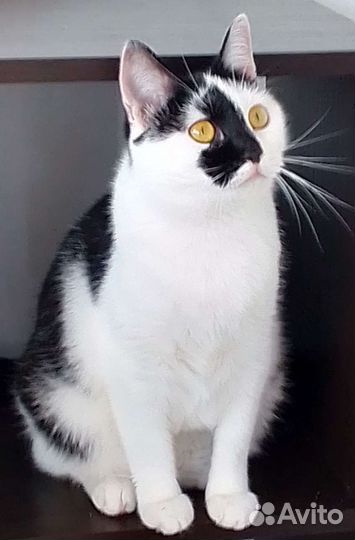 Кошечка булочка