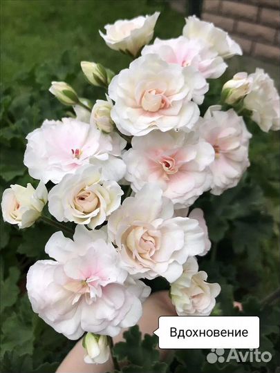 Пеларгония сортовая