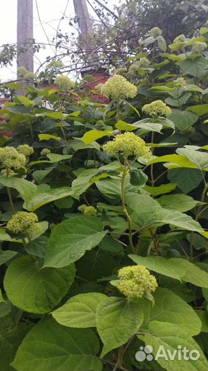 Гортензия белая