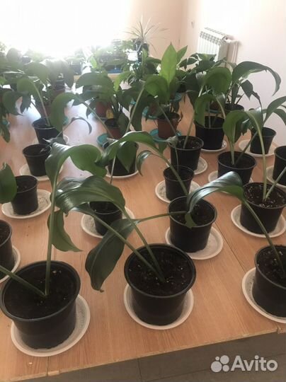 Комнатные растения