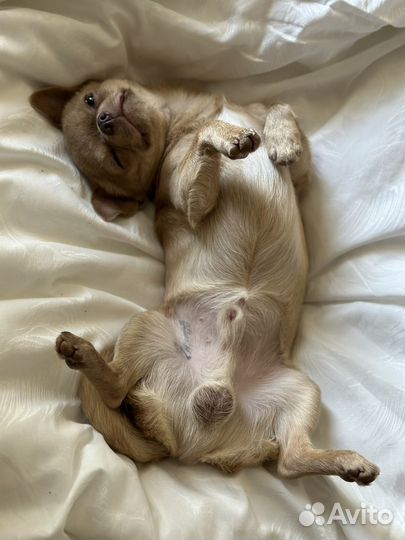 Щенки чихуахуа