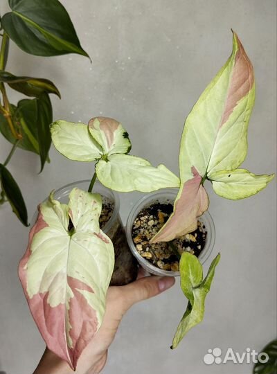 Сингониум биколор,триколор,голд,пинк мини,роксана