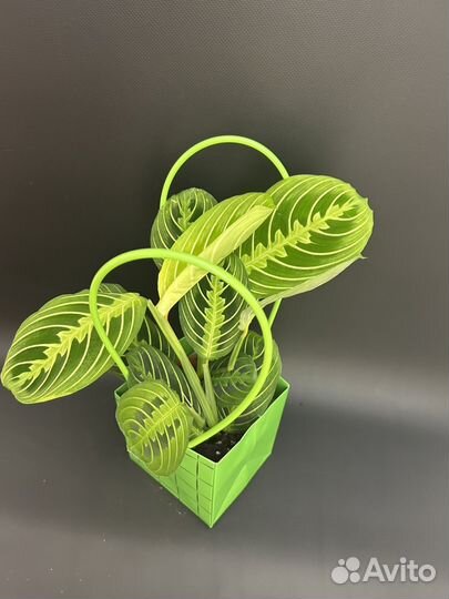 Маранта Lemon