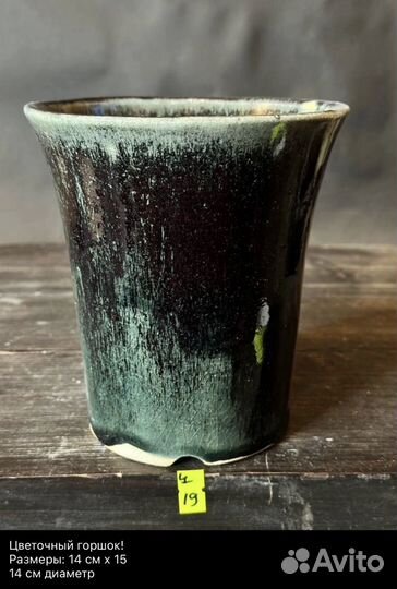 Крассула Silver Dollar