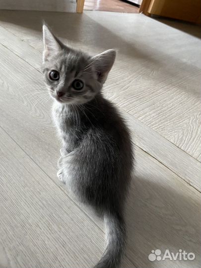 Шотландские котята