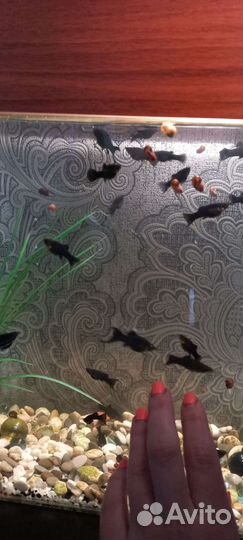 Мальки моллинезии