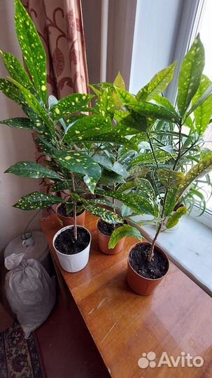 Аукуба японская