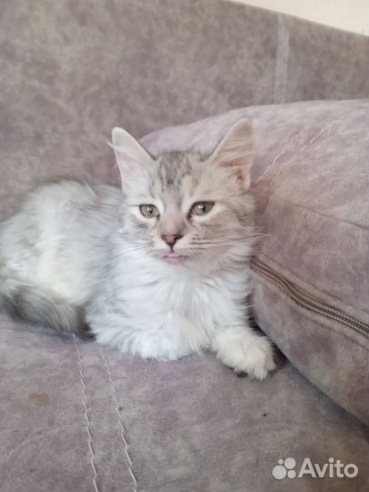 Отдам в добрые руки