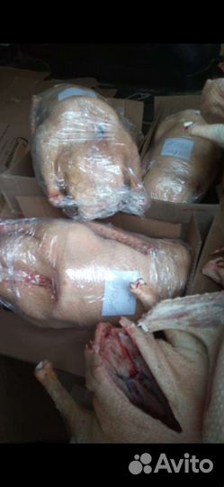 Гуси и мясо Кролика