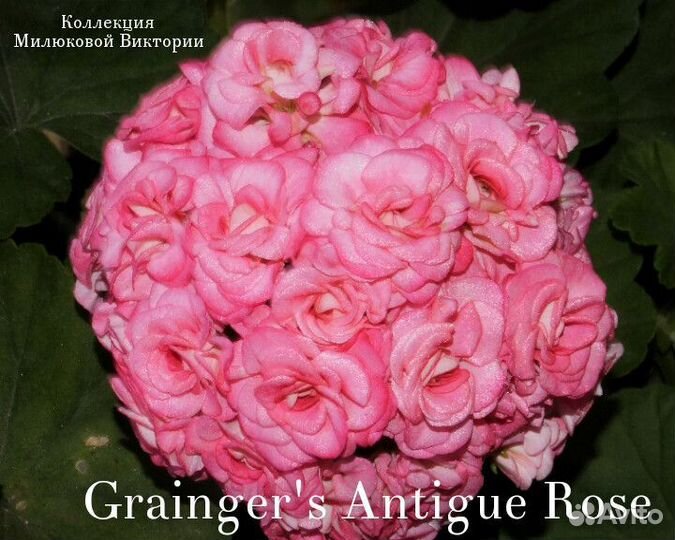 Пеларгония герань