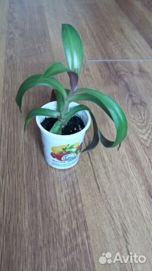 Денежное дерево- талисман богатства и удачи