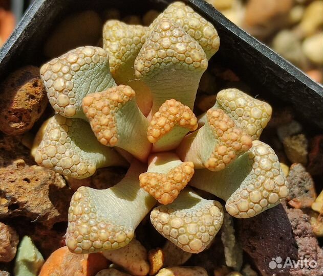 Titanopsis & Aloinopsis